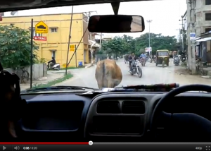 Weaving around the cows in the street